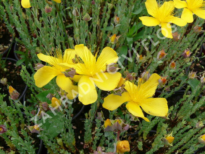 Třezalka malolistá 'Grandiflorum' - Hypericum polyphyllum 'Grandiflorum'