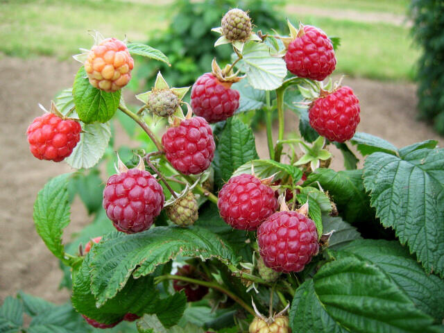 Maliník jednouplodící 'Zeva' - Rubus idaeus 'Zeva'