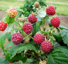 Maliník jednouplodící 'Zeva' - Rubus idaeus 'Zeva'