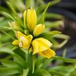 Řebčík královský 'Maxima Lutea' - Fritillaria imperialis 'Maxima Lutea'