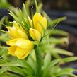 Řebčík královský 'Maxima Lutea' - Fritillaria imperialis 'Maxima Lutea'