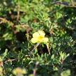 Mochna křovitá 'Elizabeth' - Potentilla fruticosa 'Elizabeth'