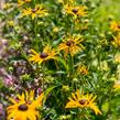 Třapatka zářivá 'City Garden' - Rudbeckia fulgida 'City Garden'