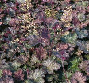 Dlužicha 'Pinot Noir' - Heuchera 'Pinot Noir'