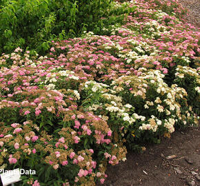 Tavolník japonský 'Genpei' (Shirobana) - Spiraea japonica 'Genpei' (Shirobana)