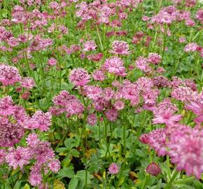 Jarmanka větší 'Venice' - Astrantia major 'Venice'