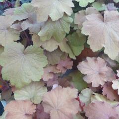 Dlužicha 'Caramel' - Heuchera 'Caramel'