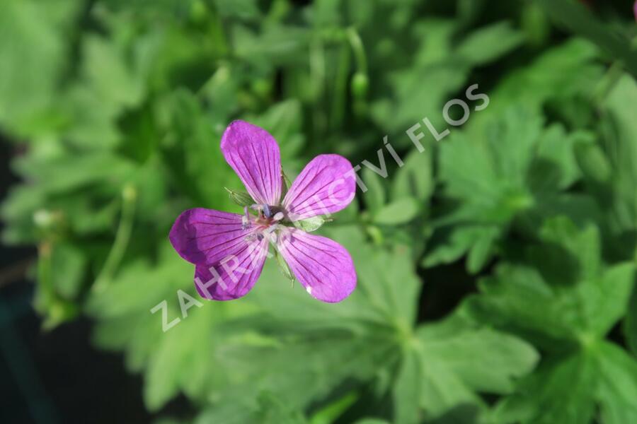 Kakost bahenní - Geranium palustris