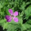 Kakost bahenní - Geranium palustris