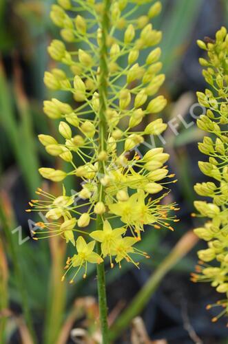 Liliochvostec úzkolistý - Eremurus stenophyllus