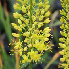 Liliochvostec úzkolistý - Eremurus stenophyllus