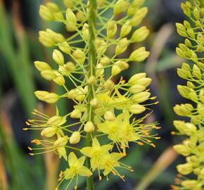 Liliochvostec úzkolistý - Eremurus stenophyllus