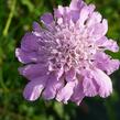 Hlaváč fialový 'Pink Mist' - Scabiosa columbaria 'Pink Mist'