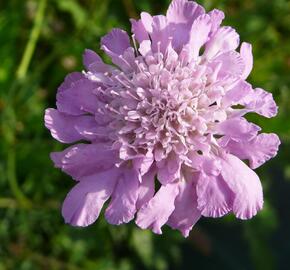 Hlaváč fialový 'Pink Mist' - Scabiosa columbaria 'Pink Mist'