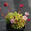 Lomikámen arendsův 'Blütenteppich' - Saxifraga x arendsii 'Blütenteppich'