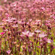 Lomikámen arendsův 'Blütenteppich' - Saxifraga x arendsii 'Blütenteppich'