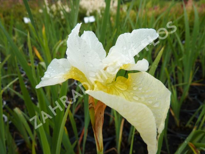 Kosatec sibiřský 'White Swirl' - Iris sibirica 'White Swirl'