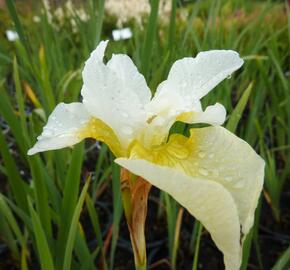 Kosatec sibiřský 'White Swirl' - Iris sibirica 'White Swirl'