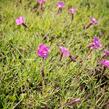 Hvozdík sivý 'Eydangeri' - Dianthus gratianopolitanus 'Eydangeri'