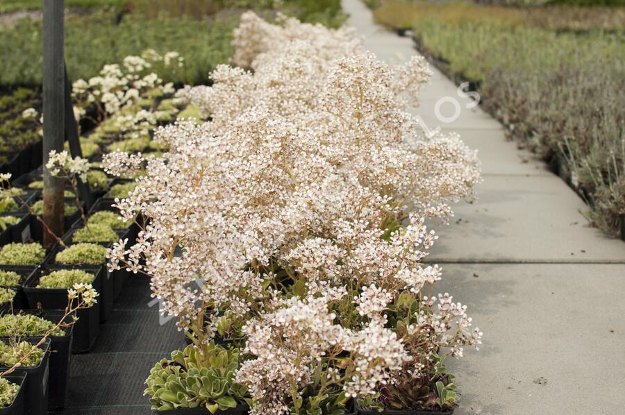 Lomikámen 'Southside Seedling' - Saxifraga cotyledon 'Southside Seedling'