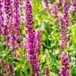 Šalvěj nádherná 'Rosawein' - Salvia superba 'Rosawein'