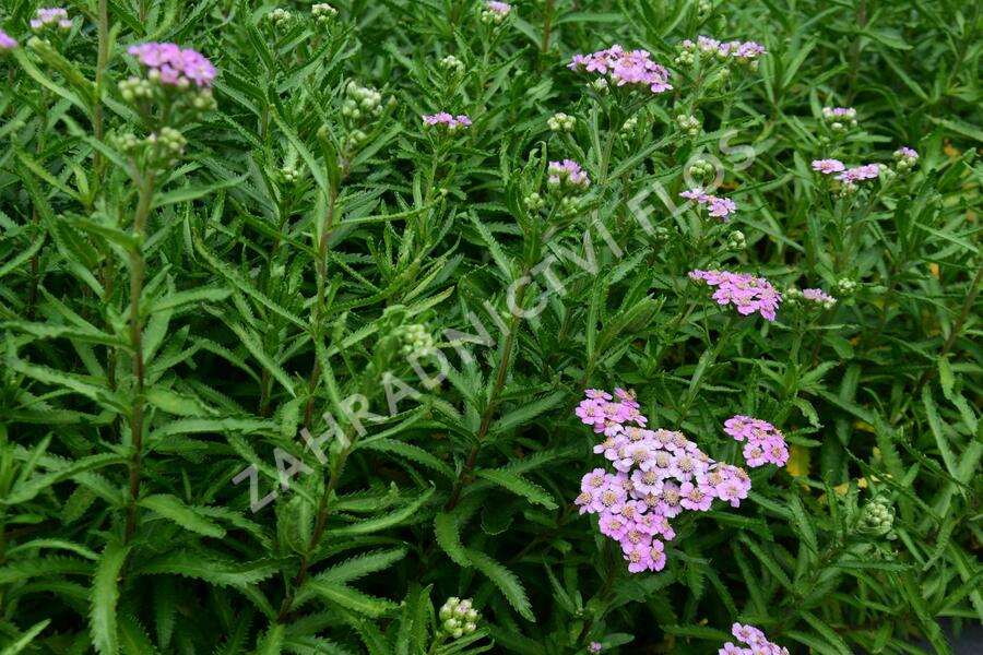 Řebříček sibiřský 'Love Parade' - Achillea sibirica 'Love Parade'