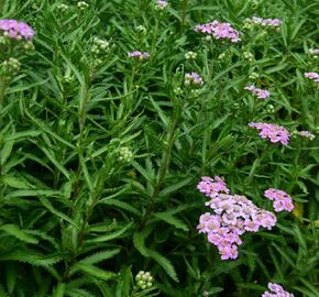 Řebříček sibiřský 'Love Parade' - Achillea sibirica 'Love Parade'