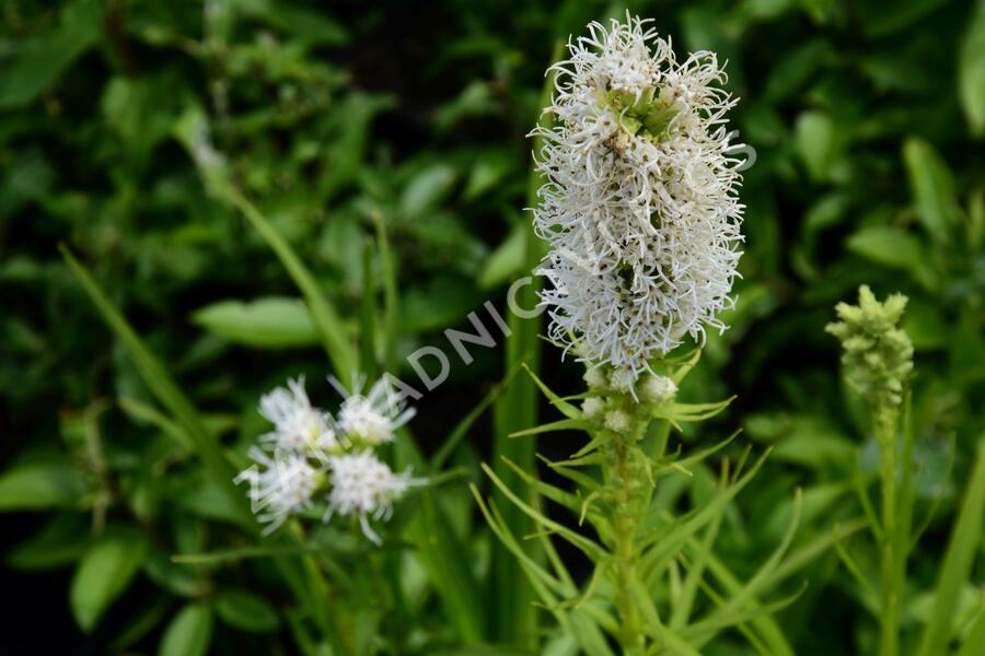 Šuškarda 'Floristan Weiss' - Liatris spicata 'Floristan Weiss'