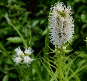 Šuškarda 'Floristan Weiss' - Liatris spicata 'Floristan Weiss'