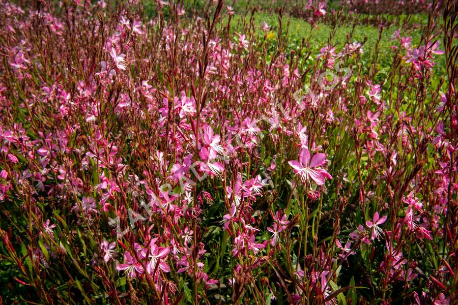 Svíčkovec 'Geyser Pink' - Gaura lindheimeri 'Geyser Pink'