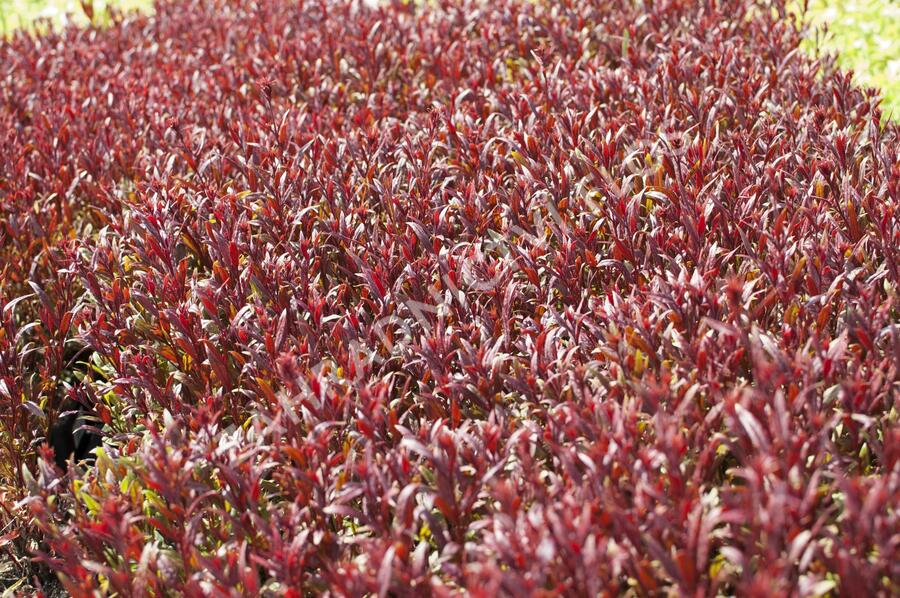 Svíčkovec 'Gaudi Red' - Gaura lindheimeri 'Gaudi Red'