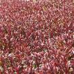 Svíčkovec 'Gaudi Red' - Gaura lindheimeri 'Gaudi Red'