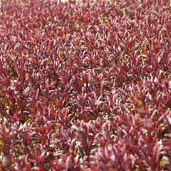 Svíčkovec 'Gaudi Red' - Gaura lindheimeri 'Gaudi Red'