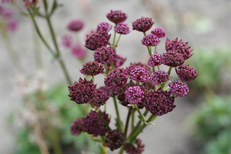 Jarmanka větší 'Primadonna' - Astrantia major 'Primadonna'