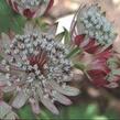 Jarmanka větší 'Primadonna' - Astrantia major 'Primadonna'