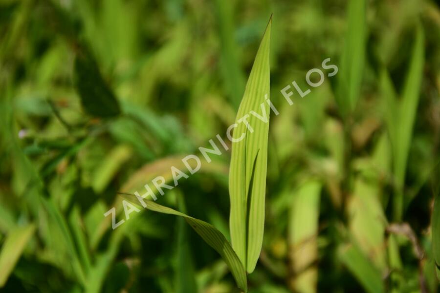 Plochoklásek ozdobný - Chasmanthium latifolium (Uniola)