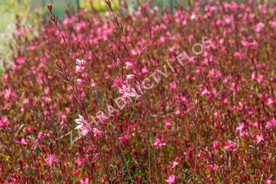 Svíčkovec 'Gambit Rose' - Gaura lindheimeri 'Gambit Rose'