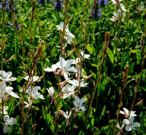 Svíčkovec 'Gambit Compact White' - Gaura lindheimeri 'Gambit Compact White'