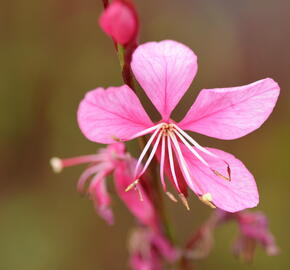 Svíčkovec 'Gambit Compact Pink' - Gaura lindheimeri 'Gambit Compact Pink'