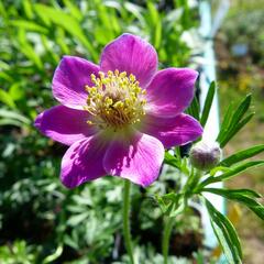 Sasanka rozeklaná 'Rubra' - Anemone multifida 'Rubra'