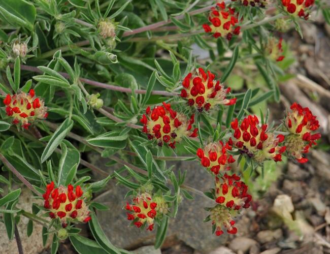 Úročník 'Coccinea' - Anthyllis vulneraria var. 'Coccinea'