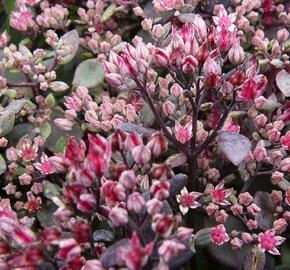 Rozchodník nachový 'Vera Jameson' - Sedum telephium 'Vera Jameson'