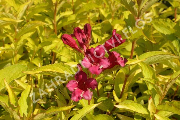 Vajgélie 'Briant Rubidor' - Weigela 'Briant Rubidor'