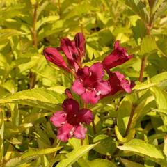 Vajgélie 'Briant Rubidor' - Weigela 'Briant Rubidor'