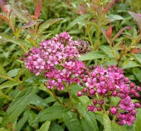 Tavolník japonský 'Dart's Red' - Spiraea japonica 'Dart's Red'