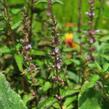 Agastache svraskalá 'After Eight' - Agastache rugosa 'After Eight'