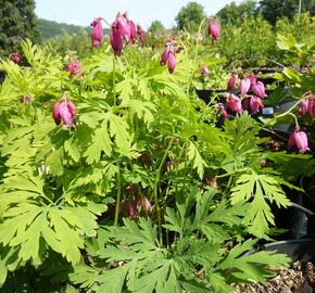 Srdcovka nízká 'Bacchanal' - Dicentra formosa 'Bacchanal'