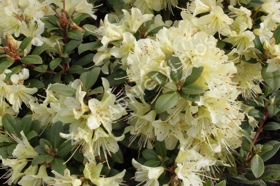 Pěnišník 'Princess Anne' - Rhododendron hanceanum 'Princess Anne'