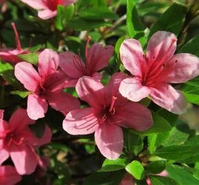 Azalka japonská 'Silvester' - Azalea japonica 'Silvester'