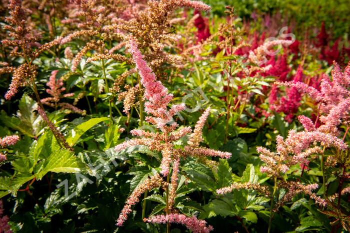 Čechrava Arendsova 'Bressingham Beauty' - Astilbe arendsii 'Bressingham Beauty'